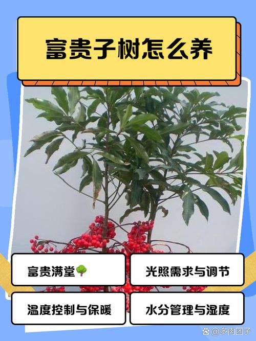 富贵子怎么养?富贵子怎么养才能更旺盛?-第6张图片-优品飞百科 富贵子怎么养?富贵子怎么养才能更旺盛?-第6张图片-优品飞百科