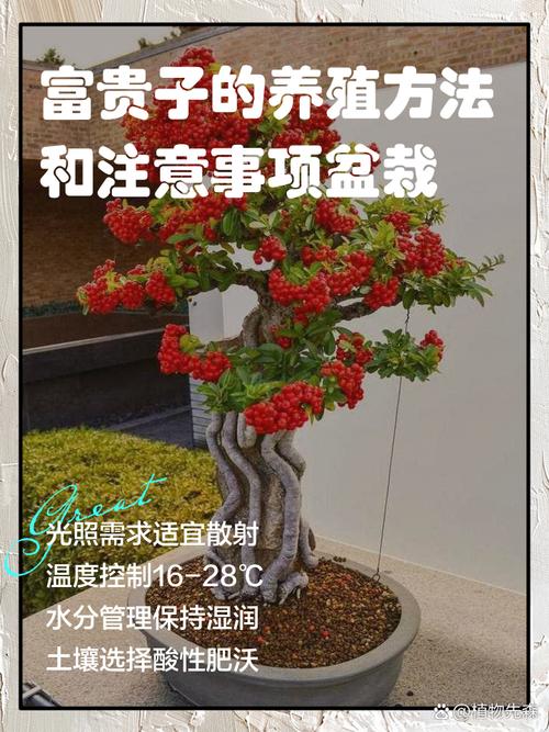 富贵子怎么养?富贵子怎么养才能更旺盛?-第7张图片-优品飞百科 富贵子怎么养?富贵子怎么养才能更旺盛?-第7张图片-优品飞百科