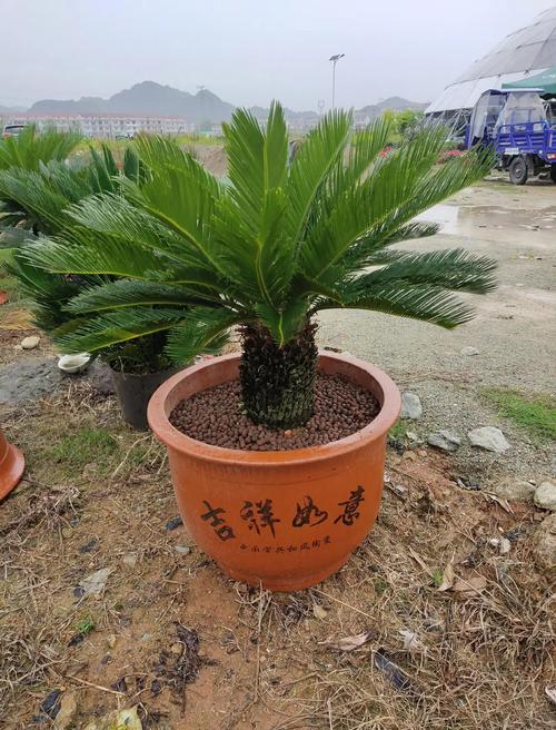 盆栽铁树的养殖方法？铁树盆景？