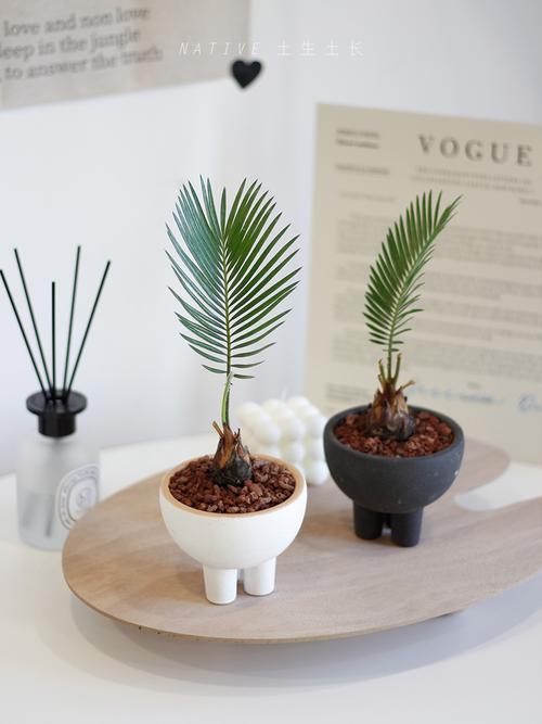 盆栽铁树的养殖方法？铁树盆景？-第2张图片-优品飞百科