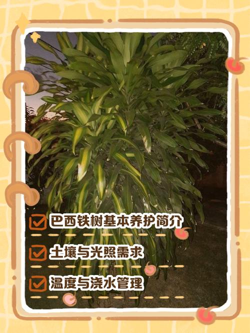 盆栽铁树的养殖方法？铁树盆景？-第3张图片-优品飞百科