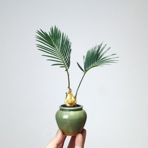 盆栽铁树的养殖方法？铁树盆景？-第4张图片-优品飞百科