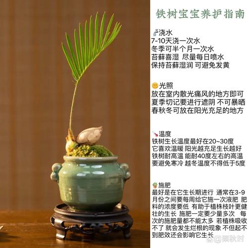 盆栽铁树的养殖方法？铁树盆景？-第5张图片-优品飞百科