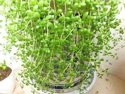 白花前胡和毛前胡的区别？白花前胡和前胡有什么区别？-第1张图片-优品飞百科