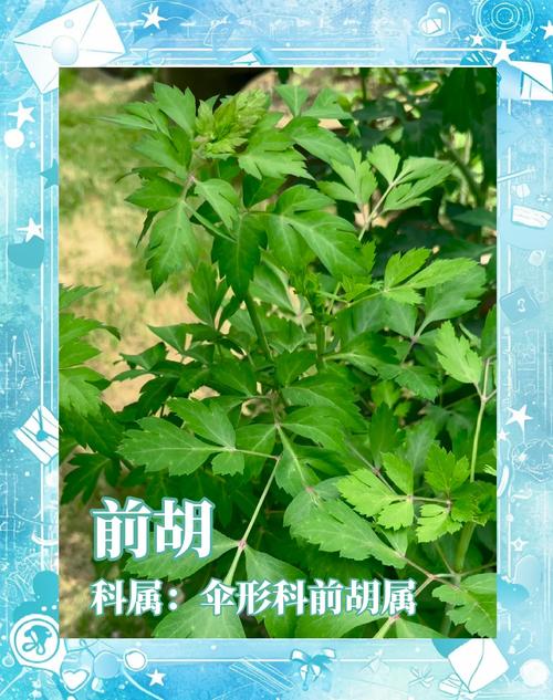 白花前胡和毛前胡的区别？白花前胡和前胡有什么区别？-第2张图片-优品飞百科