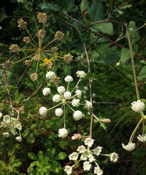 白花前胡和毛前胡的区别？白花前胡和前胡有什么区别？-第3张图片-优品飞百科