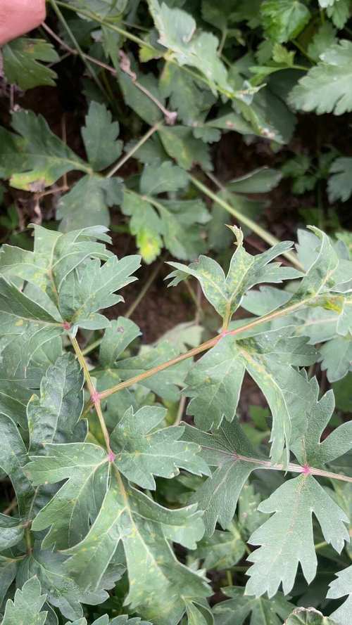 白花前胡和毛前胡的区别？白花前胡和前胡有什么区别？-第5张图片-优品飞百科