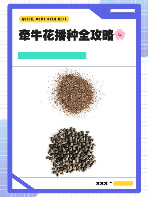 牵牛花怎么种？牵牛花怎么种教程？