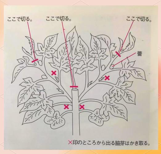 牵牛花怎么种？牵牛花怎么种教程？-第2张图片-优品飞百科