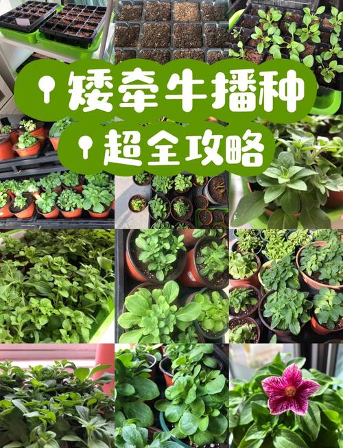 牵牛花怎么种？牵牛花怎么种教程？-第3张图片-优品飞百科
