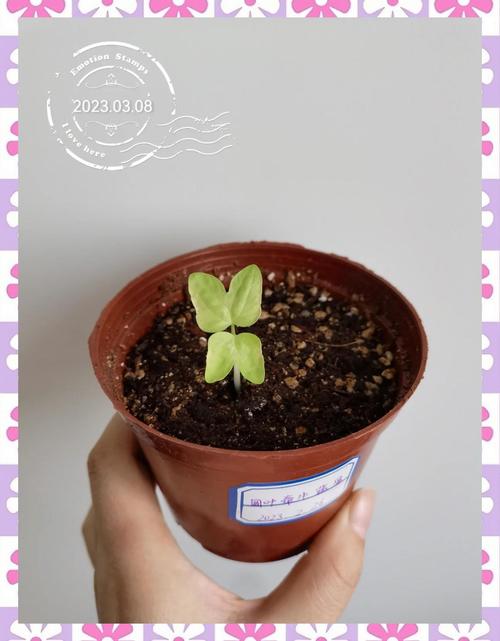 牵牛花怎么种？牵牛花怎么种教程？-第4张图片-优品飞百科