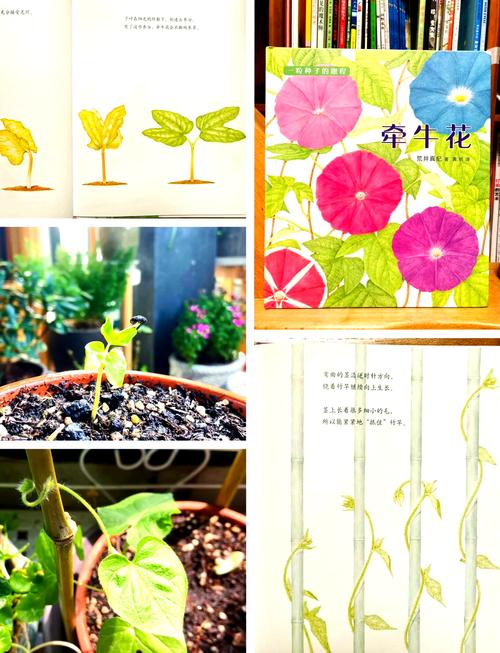 牵牛花怎么种？牵牛花怎么种教程？-第5张图片-优品飞百科