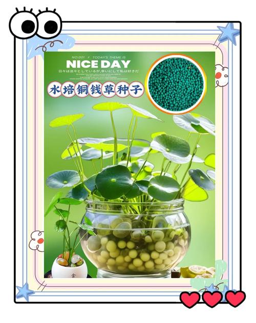 铜钱草怎么种？铜钱草怎么种植方法？