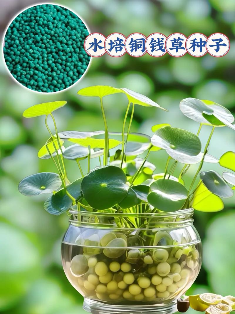 铜钱草怎么种？铜钱草怎么种植方法？-第2张图片-优品飞百科