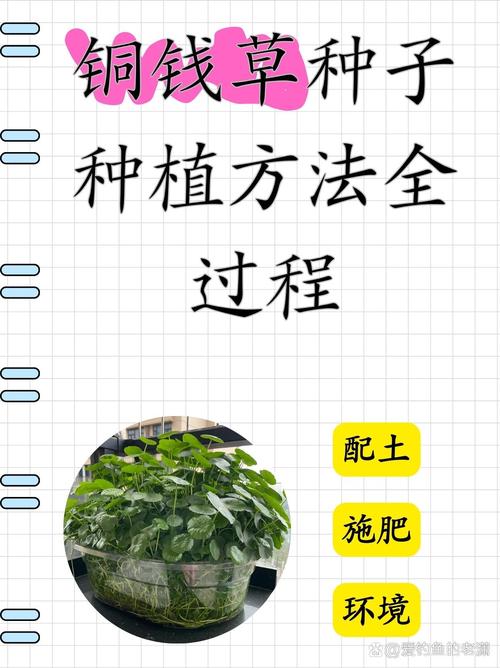 铜钱草怎么种？铜钱草怎么种植方法？-第3张图片-优品飞百科