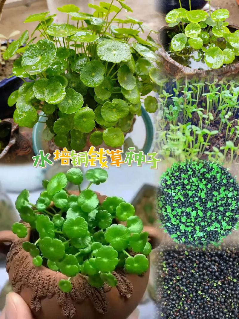 铜钱草怎么种？铜钱草怎么种植方法？-第6张图片-优品飞百科
