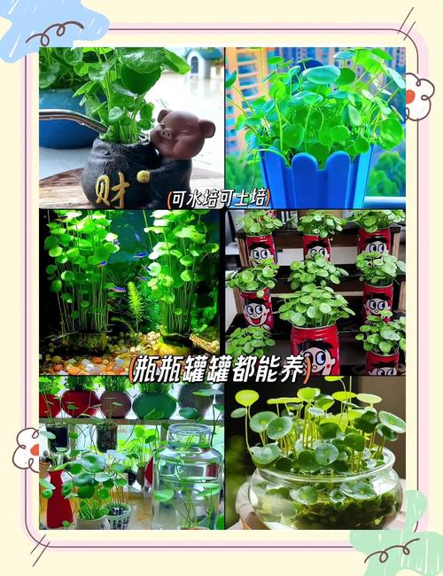 铜钱草怎么种？铜钱草怎么种植方法？-第7张图片-优品飞百科