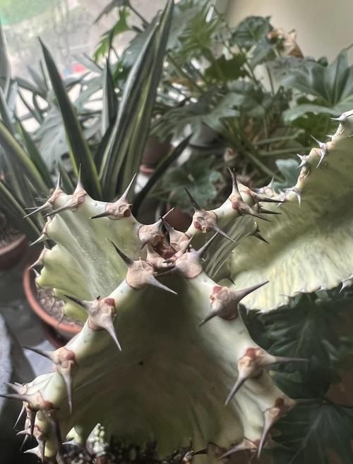 大戟阁锦砍头方法？大戟长什么样子？