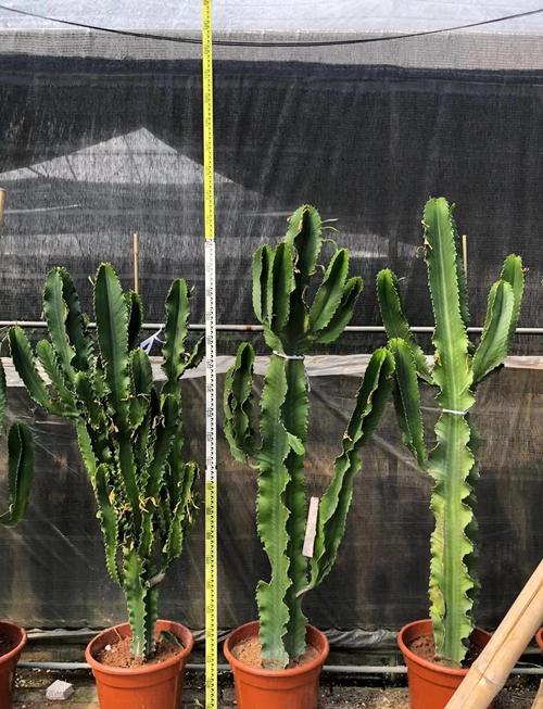 大戟阁锦砍头方法？大戟长什么样子？-第2张图片-优品飞百科