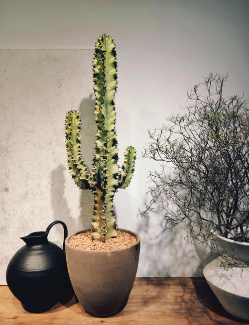 大戟阁锦砍头方法？大戟长什么样子？-第4张图片-优品飞百科