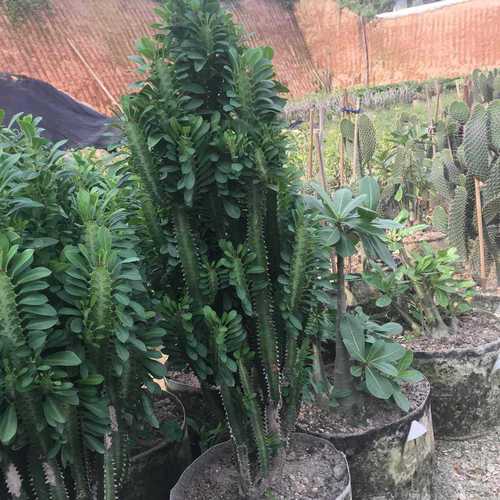 大戟阁锦砍头方法？大戟长什么样子？-第6张图片-优品飞百科