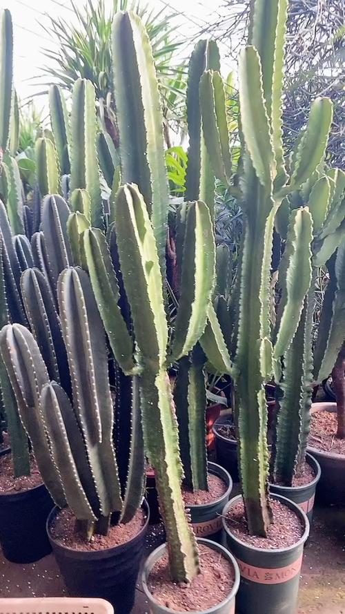 大戟阁锦砍头方法？大戟长什么样子？-第5张图片-优品飞百科