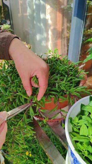 紫弦月怎么养？紫弦月怎么养变色？-第2张图片-优品飞百科