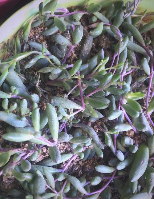 紫弦月怎么养？紫弦月怎么养变色？-第3张图片-优品飞百科