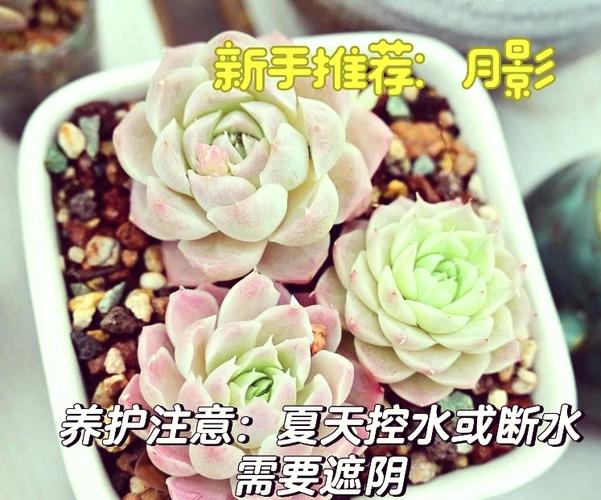 紫弦月怎么养？紫弦月怎么养变色？-第4张图片-优品飞百科