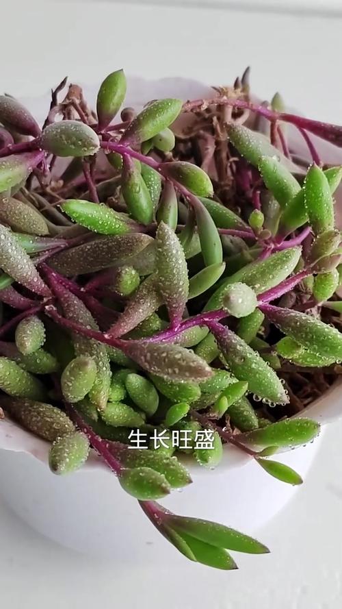 紫弦月怎么养？紫弦月怎么养变色？-第5张图片-优品飞百科