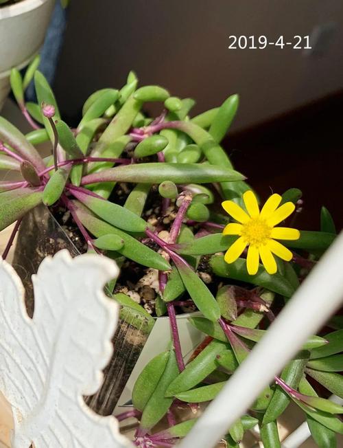 紫弦月怎么养？紫弦月怎么养变色？-第6张图片-优品飞百科