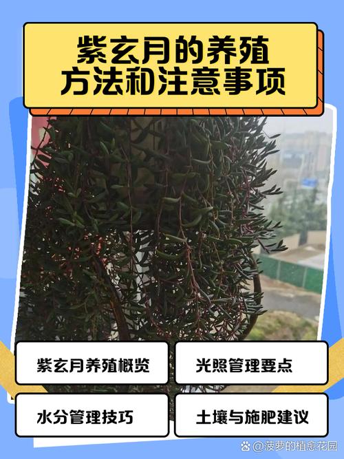 紫弦月怎么养？紫弦月怎么养变色？-第7张图片-优品飞百科