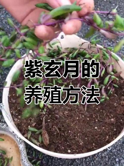 紫弦月怎么养？紫弦月怎么养变色？-第8张图片-优品飞百科