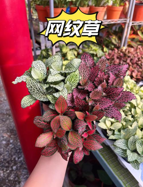 网纹草怎么养可以爆盆，网纹草图片盆栽？