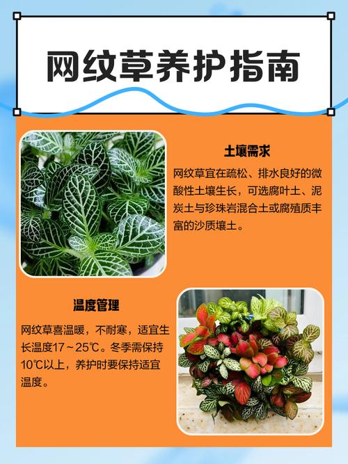 网纹草怎么养可以爆盆，网纹草图片盆栽？-第2张图片-优品飞百科