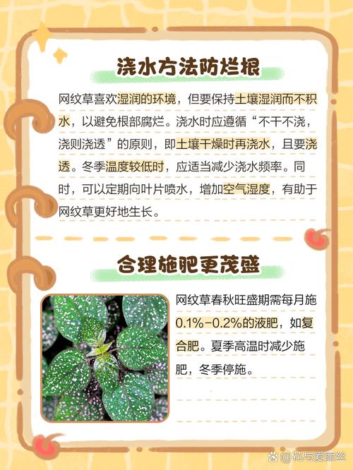 网纹草怎么养可以爆盆，网纹草图片盆栽？-第3张图片-优品飞百科