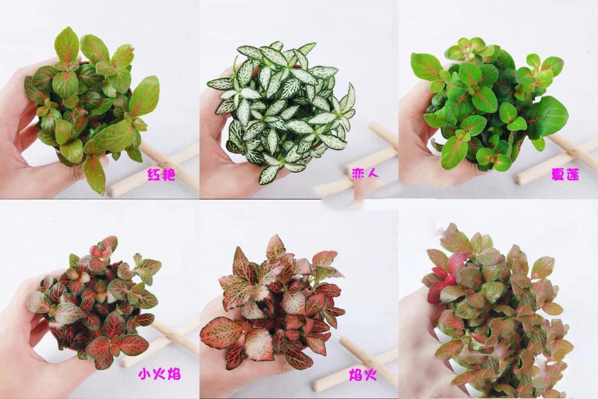 网纹草怎么养可以爆盆，网纹草图片盆栽？-第4张图片-优品飞百科