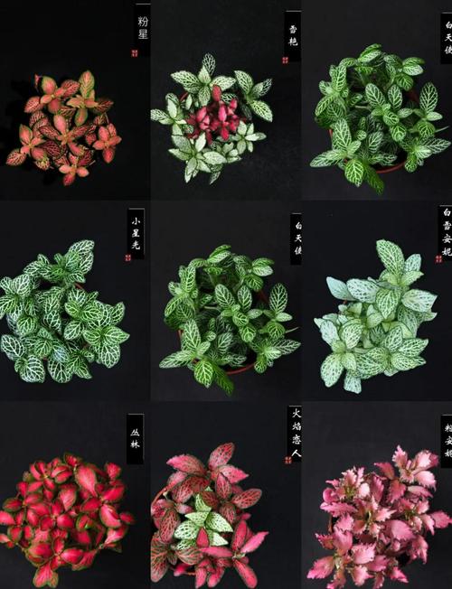 网纹草怎么养可以爆盆，网纹草图片盆栽？-第5张图片-优品飞百科