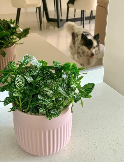 网纹草怎么养可以爆盆，网纹草图片盆栽？-第6张图片-优品飞百科