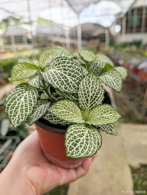 网纹草怎么养可以爆盆，网纹草图片盆栽？-第7张图片-优品飞百科