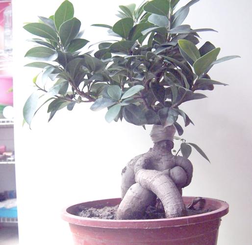 人参榕与榕树开花吗，人参榕与榕树区别