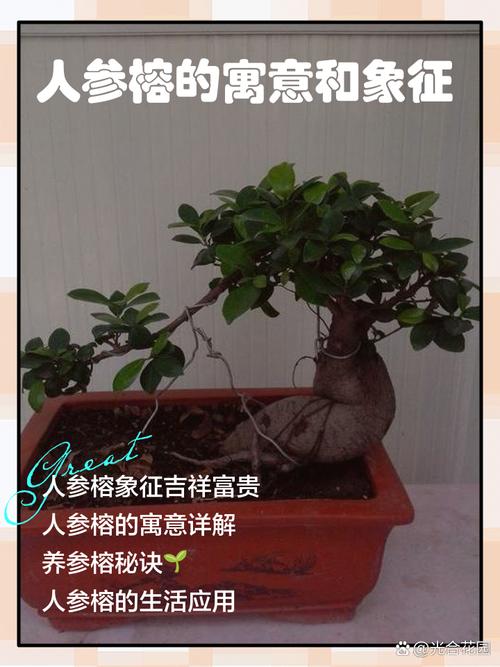 人参榕与榕树开花吗，人参榕与榕树区别-第2张图片-优品飞百科