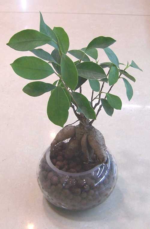 人参榕与榕树开花吗，人参榕与榕树区别-第3张图片-优品飞百科