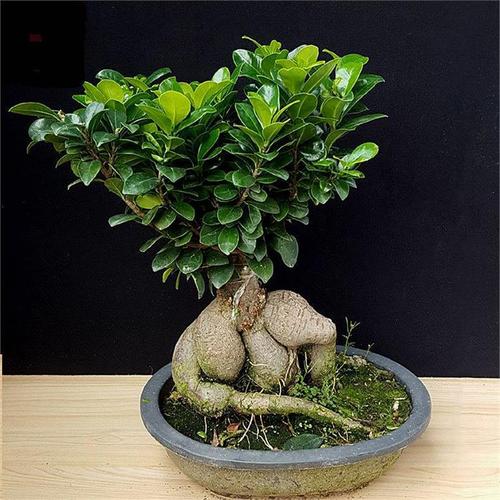 人参榕与榕树开花吗，人参榕与榕树区别-第4张图片-优品飞百科