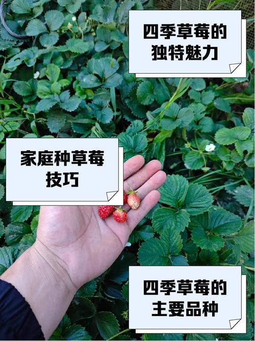 草莓什么时候结果，草莓什么时候结果一年结几次果？