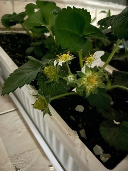 草莓什么时候结果，草莓什么时候结果一年结几次果？-第2张图片-优品飞百科