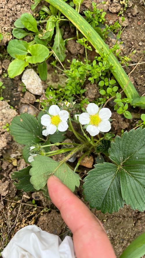 草莓什么时候结果，草莓什么时候结果一年结几次果？-第3张图片-优品飞百科