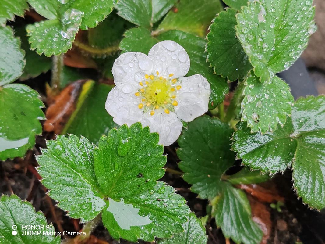 草莓什么时候结果，草莓什么时候结果一年结几次果？-第5张图片-优品飞百科