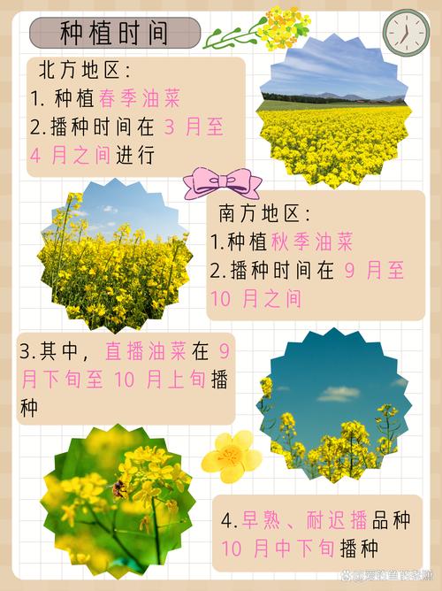 油菜种子怎么种，油菜种子怎么种的全过程？