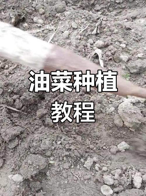 油菜种子怎么种，油菜种子怎么种的全过程？-第2张图片-优品飞百科